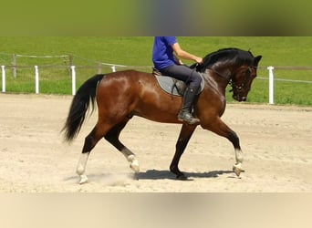 Warmblood pesado, Caballo castrado, 4 años, 165 cm, Castaño