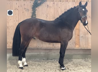 Warmblood pesado, Caballo castrado, 4 años, 165 cm, Castaño