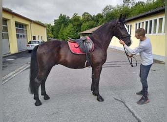 Warmblood pesado, Caballo castrado, 4 años, 165 cm, Negro