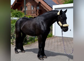 Warmblood pesado Mestizo, Caballo castrado, 4 años, 165 cm, Negro
