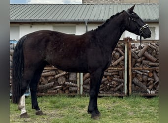 Warmblood pesado, Caballo castrado, 4 años, 166 cm, Castaño oscuro