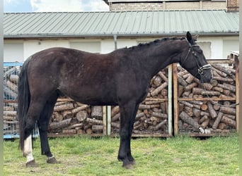 Warmblood pesado, Caballo castrado, 4 años, 166 cm, Castaño oscuro