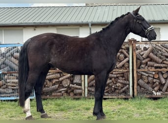 Warmblood pesado, Caballo castrado, 4 años, 166 cm, Castaño oscuro