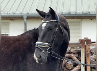 Warmblood pesado, Caballo castrado, 4 años, 166 cm, Castaño oscuro