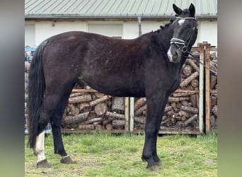 Warmblood pesado, Caballo castrado, 4 años, 166 cm, Castaño oscuro