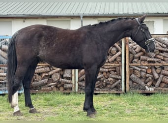 Warmblood pesado, Caballo castrado, 4 años, 166 cm, Castaño oscuro