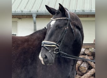 Warmblood pesado, Caballo castrado, 4 años, 166 cm, Castaño oscuro