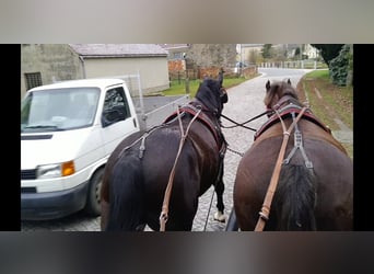 Warmblood pesado, Caballo castrado, 4 años, 166 cm, Morcillo