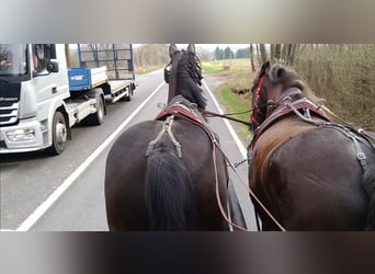 Warmblood pesado, Caballo castrado, 4 años, 166 cm, Morcillo