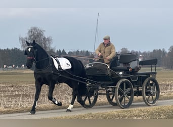 Warmblood pesado, Caballo castrado, 4 años, 166 cm, Negro