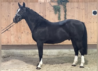 Warmblood pesado, Caballo castrado, 4 años, 166 cm, Negro