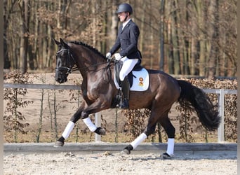 Warmblood pesado, Caballo castrado, 4 años, 167 cm, Negro