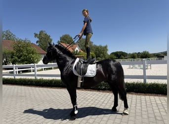 Warmblood pesado, Caballo castrado, 4 años, 167 cm, Negro
