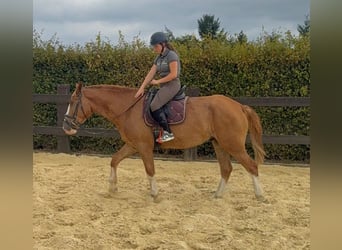Warmblood pesado, Caballo castrado, 4 años, 168 cm, Alazán