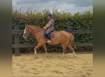 Warmblood pesado, Caballo castrado, 4 años, 168 cm, Alazán