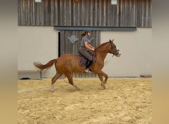 Warmblood pesado, Caballo castrado, 4 años, 168 cm, Alazán