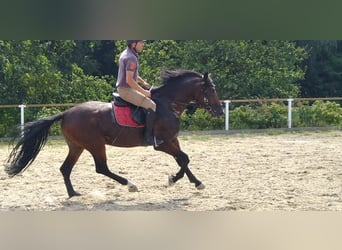 Warmblood pesado, Caballo castrado, 4 años, 168 cm, Castaño oscuro