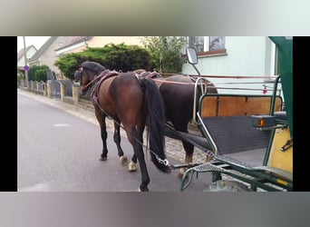 Warmblood pesado, Caballo castrado, 4 años, 168 cm, Castaño oscuro