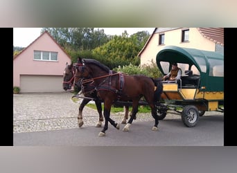 Warmblood pesado, Caballo castrado, 4 años, 168 cm, Castaño oscuro