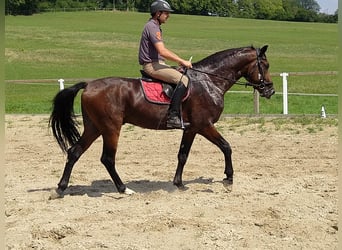 Warmblood pesado, Caballo castrado, 4 años, 168 cm, Castaño oscuro