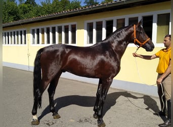 Warmblood pesado, Caballo castrado, 4 años, 168 cm, Castaño oscuro