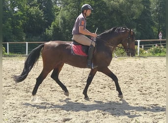 Warmblood pesado, Caballo castrado, 4 años, 168 cm, Castaño oscuro