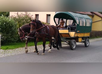 Warmblood pesado, Caballo castrado, 4 años, 168 cm, Castaño oscuro