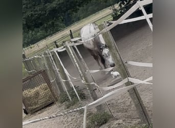 Warmblood pesado, Caballo castrado, 4 años, 168 cm, Tordo