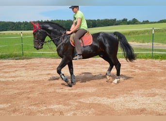 Warmblood pesado, Caballo castrado, 4 años, 169 cm, Negro