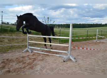 Warmblood pesado, Caballo castrado, 4 años, 169 cm, Negro