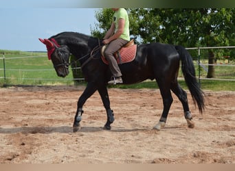 Warmblood pesado, Caballo castrado, 4 años, 169 cm, Negro