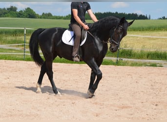 Warmblood pesado, Caballo castrado, 4 años, 169 cm, Negro