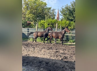 Warmblood pesado, Caballo castrado, 4 años, 170 cm, Castaño