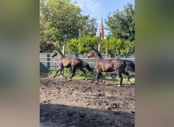Warmblood pesado, Caballo castrado, 4 años, 170 cm, Castaño