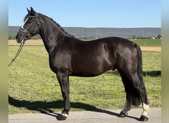 Warmblood pesado, Caballo castrado, 4 años, Negro