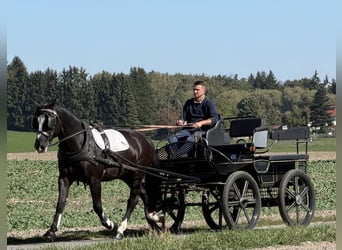 Warmblood pesado, Caballo castrado, 4 años, Negro