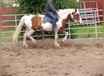 Warmblood pesado, Caballo castrado, 5 años, 155 cm, Castaño oscuro