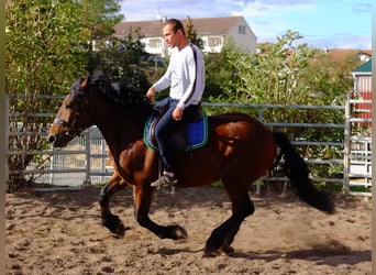 Warmblood pesado, Caballo castrado, 5 años, 155 cm, Castaño oscuro