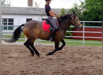 Warmblood pesado, Caballo castrado, 5 años, 155 cm, Castaño oscuro