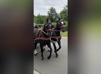 Warmblood pesado, Caballo castrado, 5 años, 158 cm, Negro