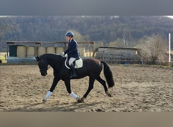 Warmblood pesado, Caballo castrado, 5 años, 162 cm, Negro