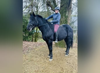 Warmblood pesado, Caballo castrado, 5 años, 162 cm, Negro