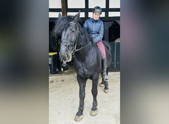 Warmblood pesado, Caballo castrado, 5 años, 162 cm, Negro