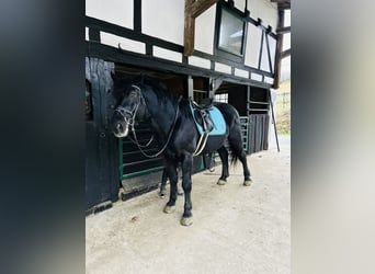 Warmblood pesado, Caballo castrado, 5 años, 162 cm, Negro