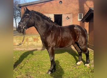 Warmblood pesado, Caballo castrado, 5 años, 162 cm, Negro