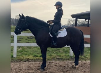 Warmblood pesado, Caballo castrado, 5 años, 162 cm, Negro