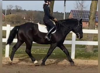 Warmblood pesado, Caballo castrado, 5 años, 162 cm, Negro