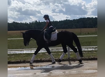 Warmblood pesado Mestizo, Caballo castrado, 5 años, 164 cm, Negro