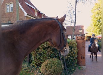 Warmblood pesado, Caballo castrado, 5 años, 165 cm, Castaño