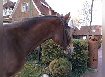 Warmblood pesado, Caballo castrado, 5 años, 165 cm, Castaño